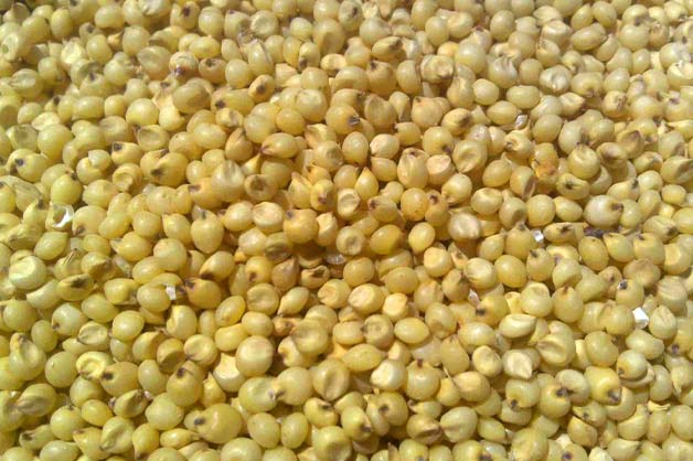 Sorghum Seeds