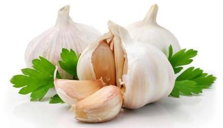 Organic Garlic