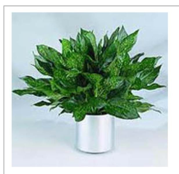 Aglaonema Earnest Favourite Plants