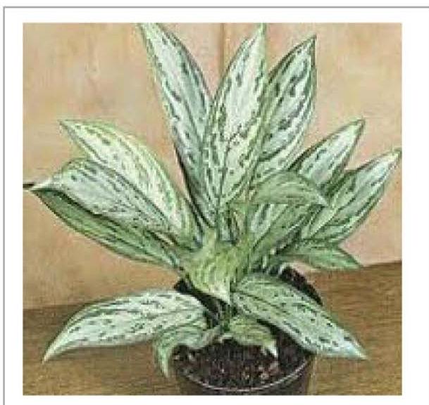 Aglaonema Silver King Plants