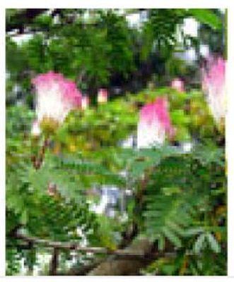 Albizia Saman Plants