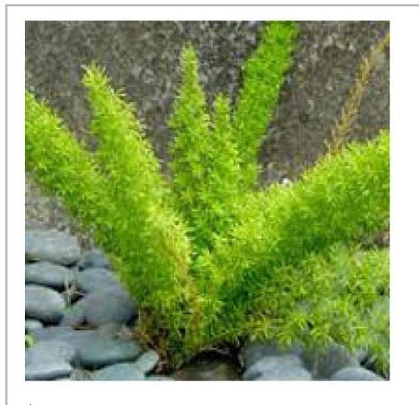 Asparagus Densiflorus Myers Plants