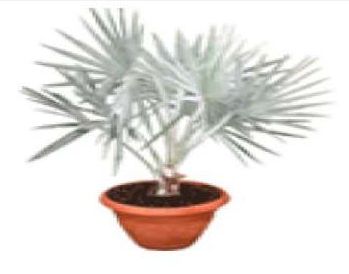 Bismarckia Nobilis Plants