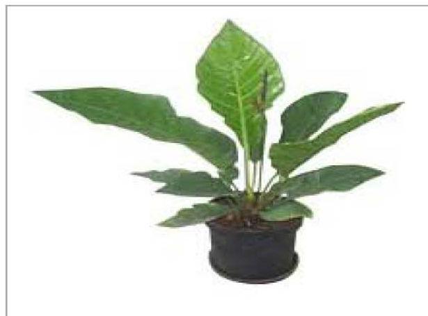 Caladium Hortulanum Gen Plants