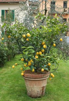 Citrus lemon plant