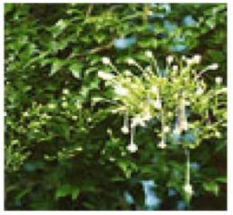 Millingtonia Hortensis Plants