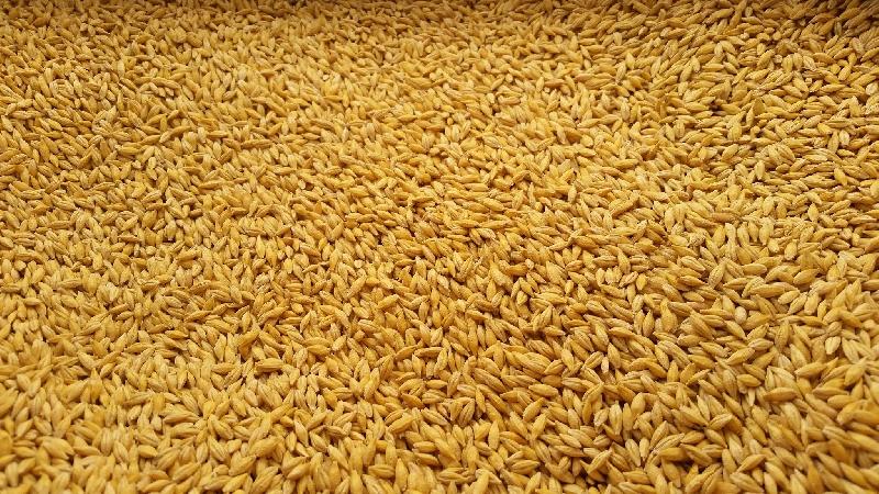 Barley Seeds(Jau)