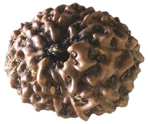 11 Mukhi Rudraksha Original Indonesian