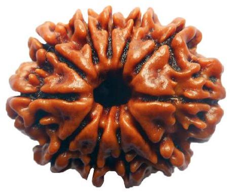 11 Mukhi Rudraksha, Color : Brown