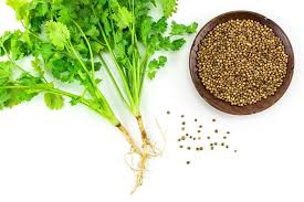 coriander