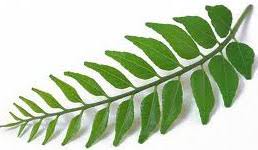 Fresh Curry Leaves, Packaging Type : Plastic Bag or Polythen