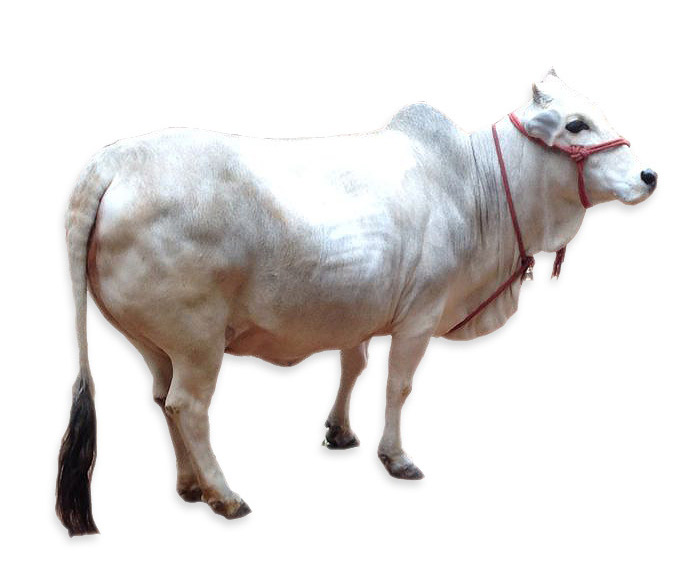 Live Punganur Cow