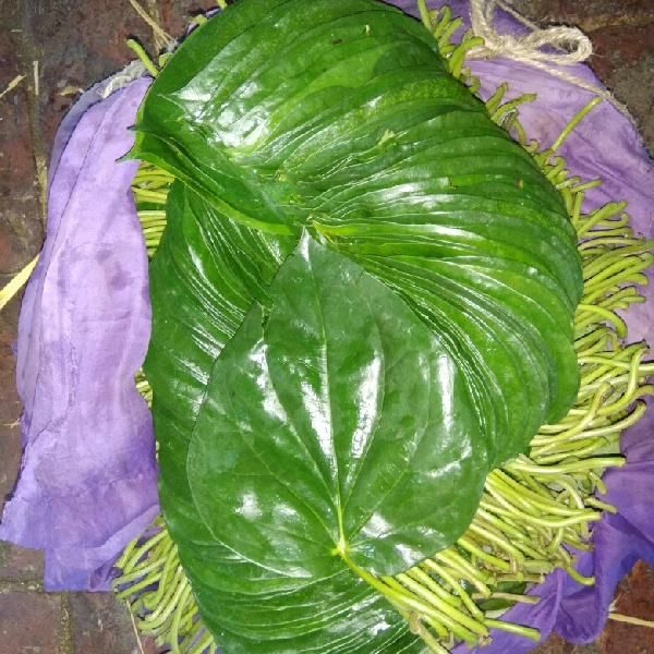 Betel Leaves(Pala Meetha Patta) Buy betel leaves for best price at INR 3 / Piece ( Approx )