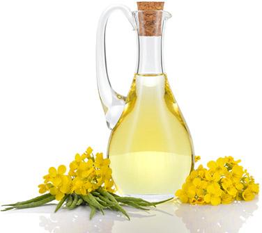 canola oil