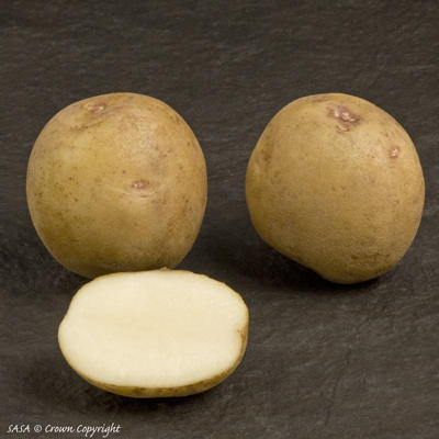 Fresh Atlantic Potato