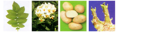 Fresh Kufri Bahar Potato