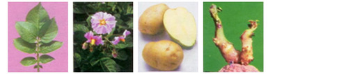 Fresh Kufri Chandramukhi Potato