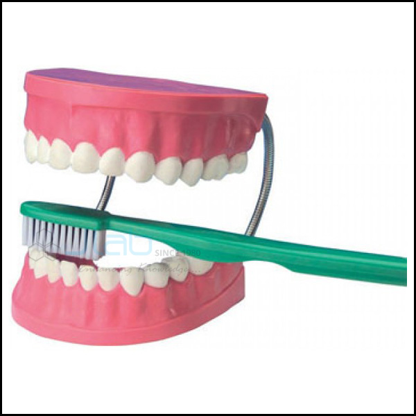 JLab Dental Care Model