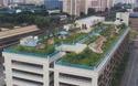 Roof Garden Waterproofing Service