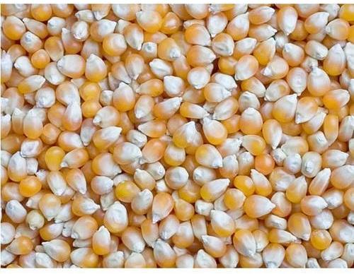 Yellow Maize Seeds, Packaging Type : 50 Kg