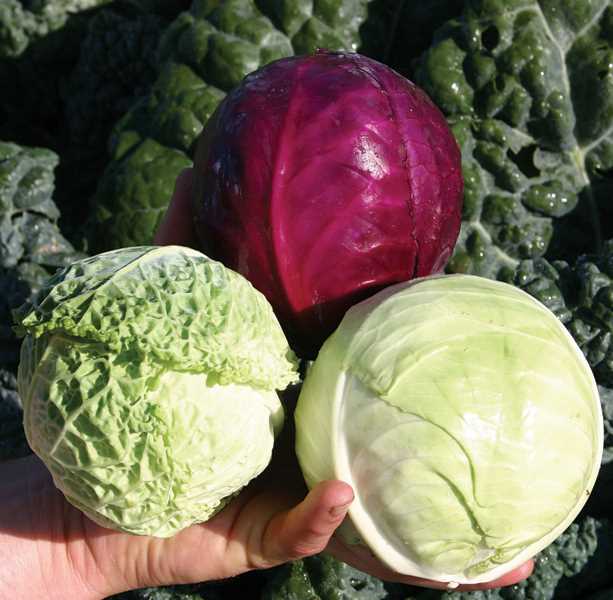 Fresh Hybrid Cabbage, Color : Red, Green