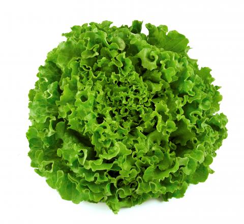 Organic Fresh Lettuce Leaf, Color : Green