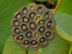 Dried Lotus Seeds