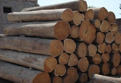 teak wood logs