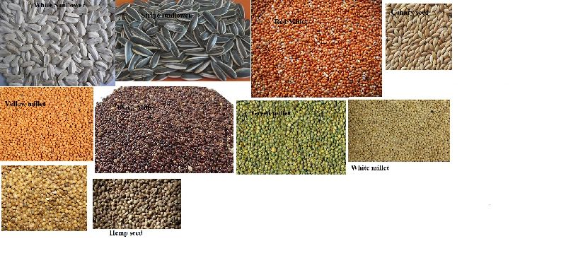 Fine Processed Organic Millets, Color : Yellow, Green, Red Pearl