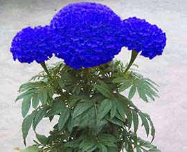 Blue Marigold Flowers