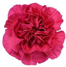 Dark Pink Carnation