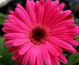 Dark Pink Gerbera Flowers