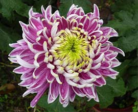 Double Colour Chrysanthemum