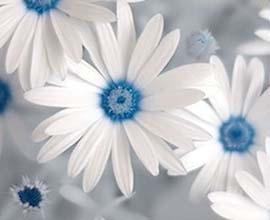 Half White Gerbera Flowers