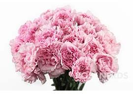 Light Pink Carnation Flowers