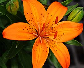 Orange Asiatic Lily Flowers