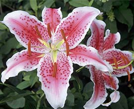 Pink Asiatic Lily Flowers