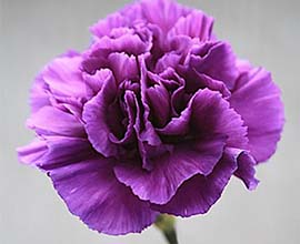 Purple Carnation Flowers