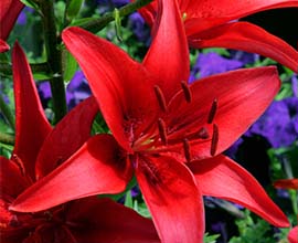 Red Asiatic Lily Flowers