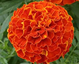 Red Marigold Flowers