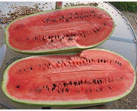 Watermelon long