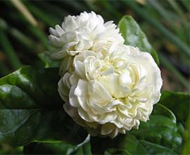 White Chandni Flowers