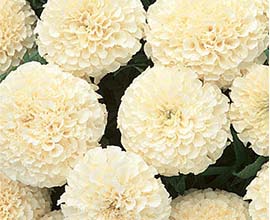 White Marigold Flowers