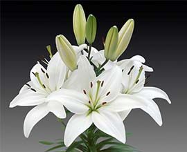 White Oriental Lily Flowers