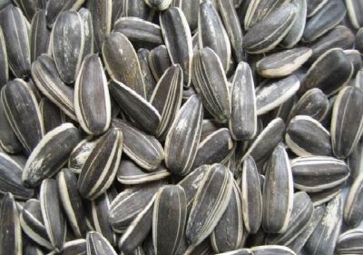 Sunflower seeds