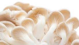 Fresh oyster mushroom