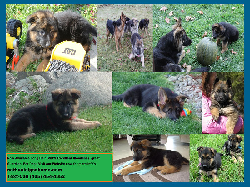 German Shepherd Puppies Don T Miss Out Manufacturer In Oklahoma