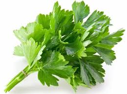 fresh coriander leaves