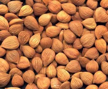 Dry Apricot Kernels
