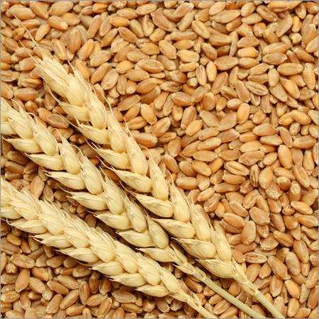 WH-711 Wheat Seeds